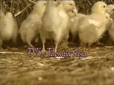 TVS - TV Silesia (Hot Bird 13G - 13.0°E)